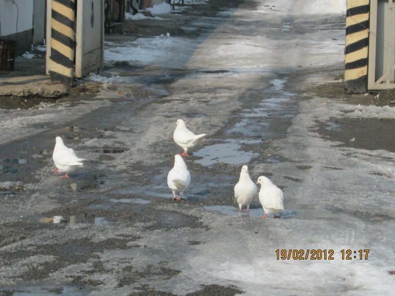 Наталья Кривенко | Килия