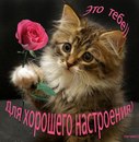 Фотография Камилла Лебедева