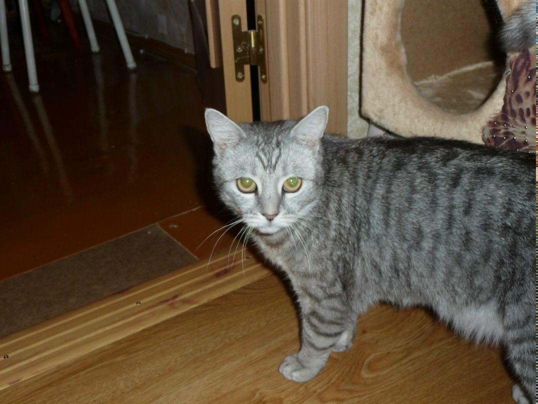 Алексей Семеновых Сергеевич | Киров