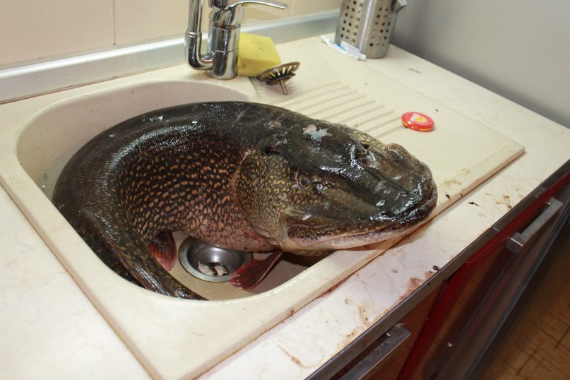 Наталья Фомина | Самара