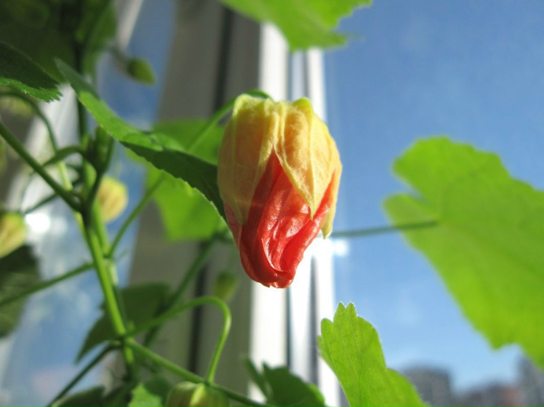 Светлана Серб | Санкт-Петербург