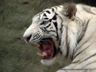 Сергей Камакин | Чапаевск