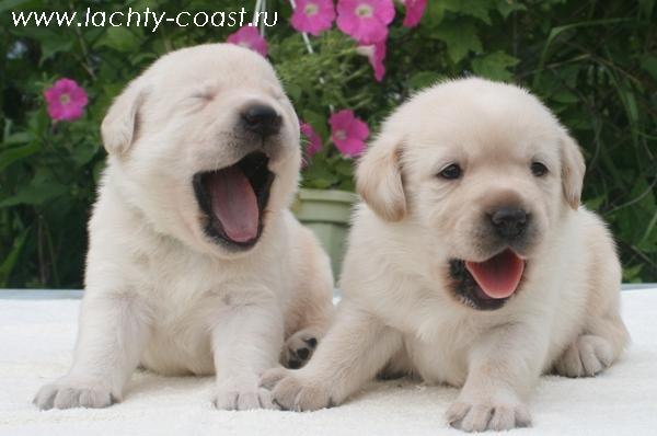 Лилия Лилия | Истра