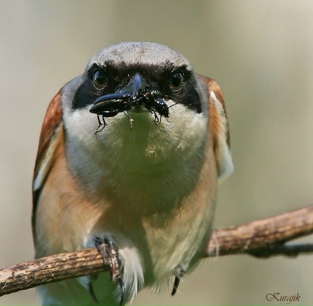 №20, Роман Скрипниченко, 42 года, Санкт-Петербург №20, Роман Скрипниченко, 42 года, Санкт-Петербург