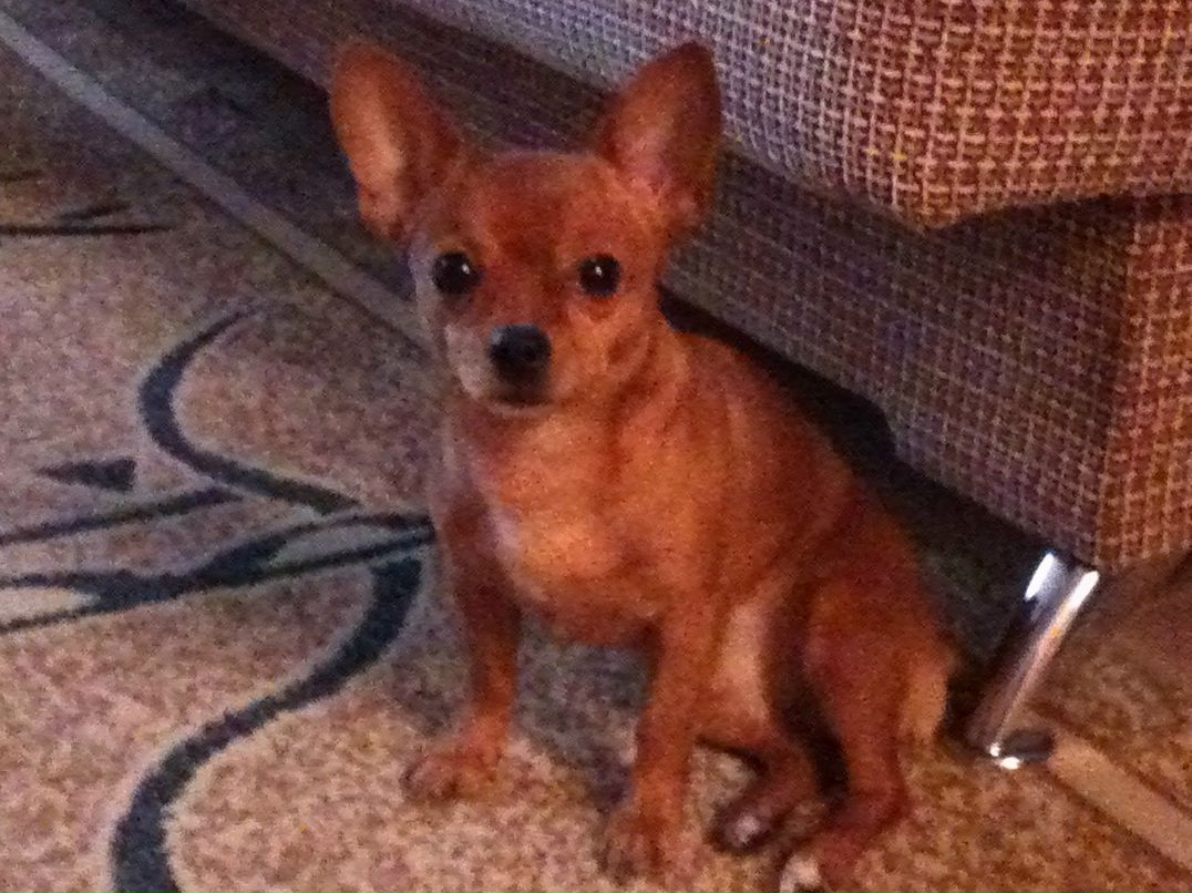 Анна Антоньян | Москва