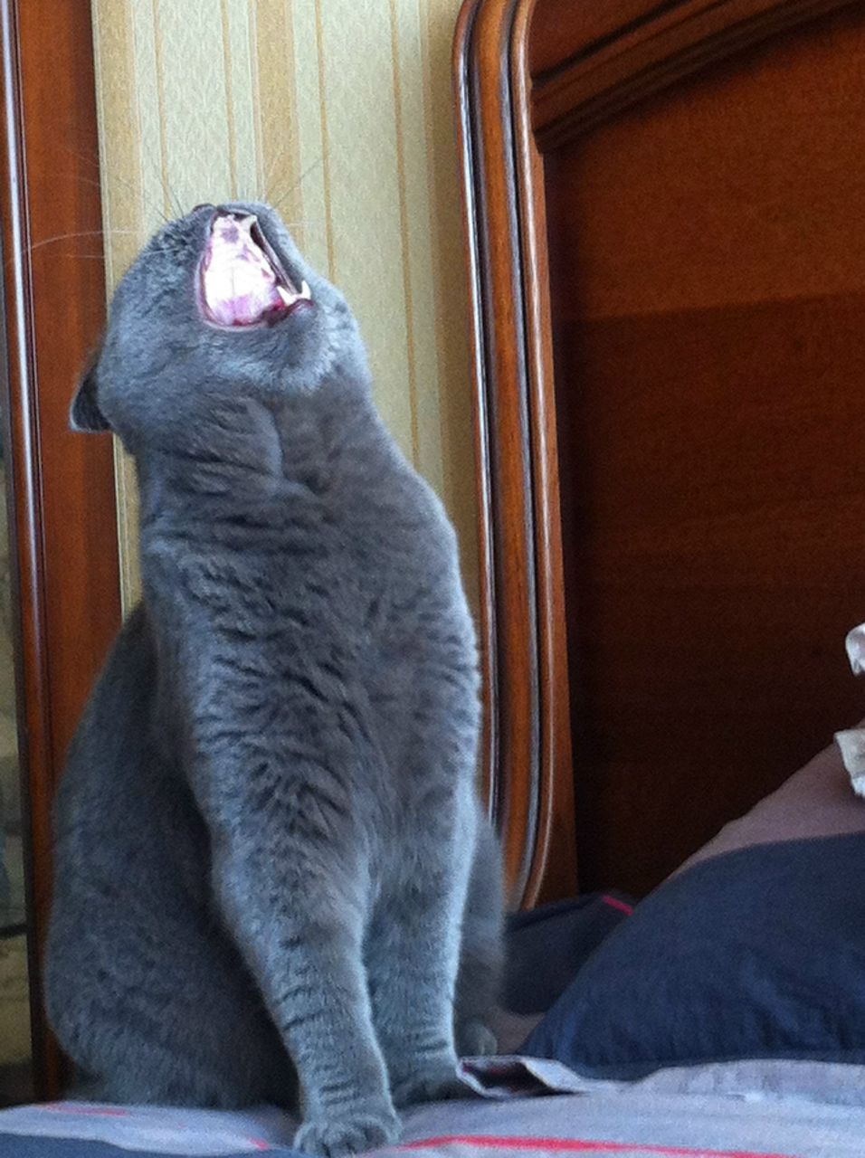 София Сорокина [MaGic NeKo] | Брянск