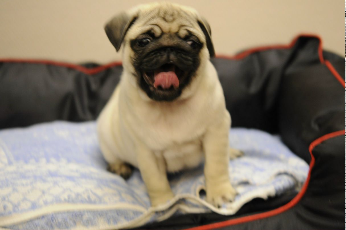 Мария Никифорова | Санкт-Петербург