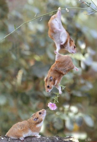 Анастасия Хрусталева | Пермь