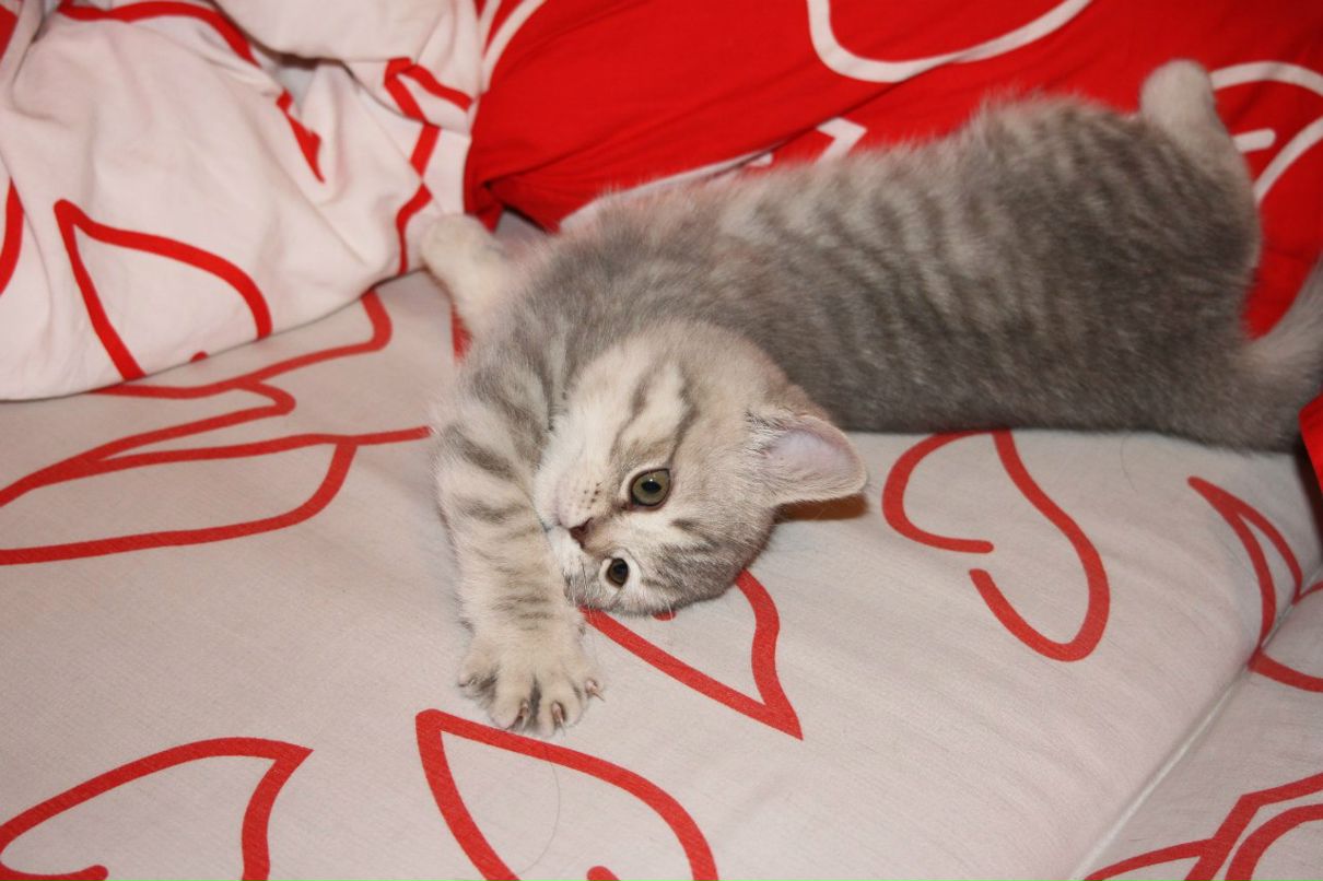 Дарин Троценко | Санкт-Петербург