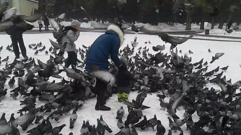 мама папа и сын с
