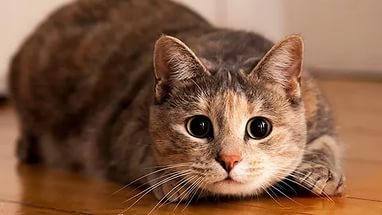 Виктория Карякина, Россия, Екатеринбург