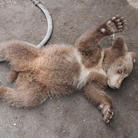 Владимир Севастьянов