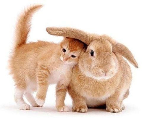 №161, Лёва Алексеев, Arkona №161, Лёва Алексеев, Arkona