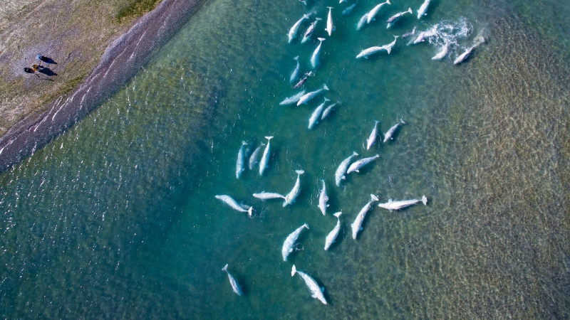 Arctic Wildlife