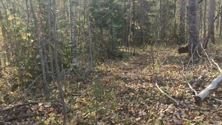 АСМР осенняя прогулка до лесного озера/ASMR autumn walk to the forest lake