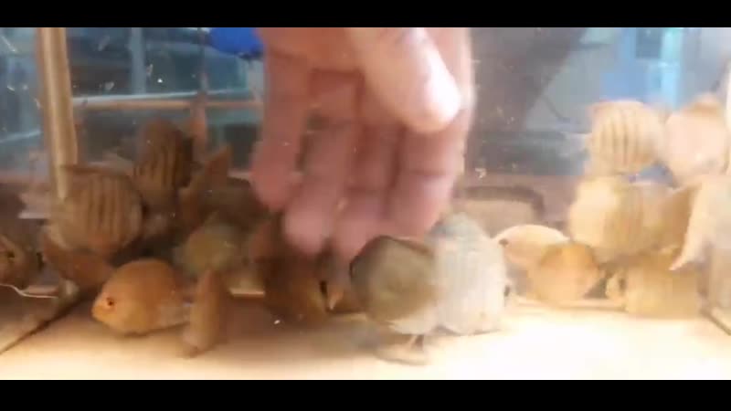 Дискусы