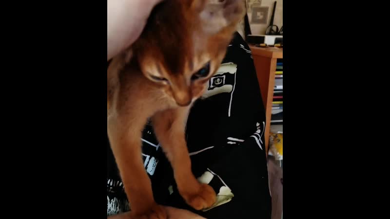 VID_26600603_115549_274.mp4