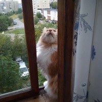 Елена Кривошеева | Мурманск