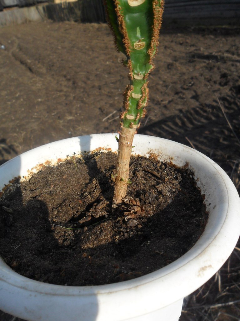 Наталья Лойко | Березино