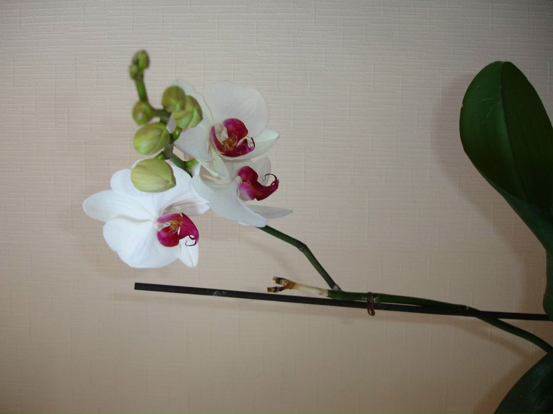 Валентина Косикова | Симферополь