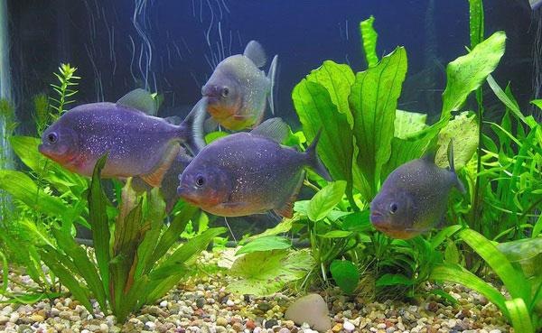 №15, Наталья Яковлева, Новосибирск №15, Наталья Яковлева, Новосибирск