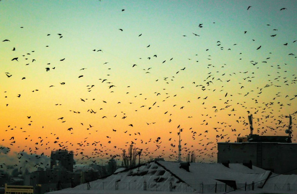 Надежда Клюшникова | Киев