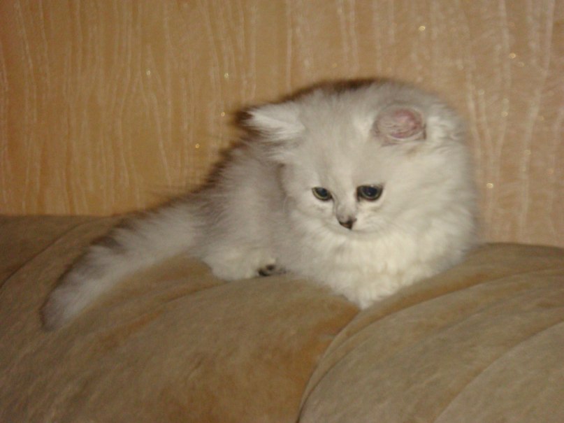 Светлана Пидгирная | Приазовское