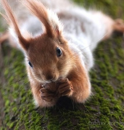 Ольга Гордеева | Харьков