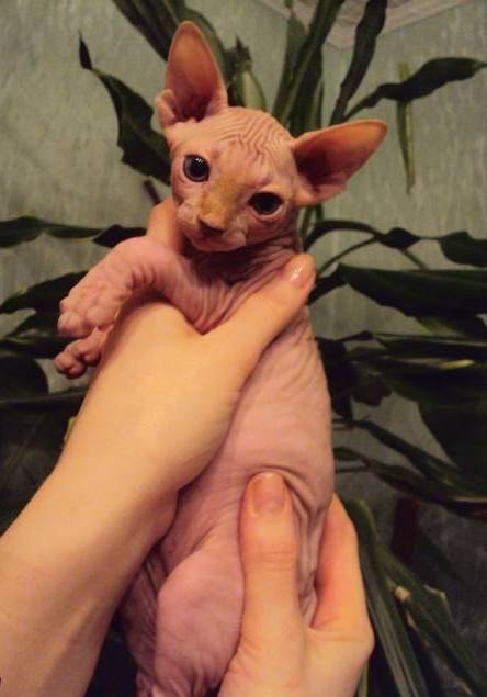 Олеся Жукова | Электросталь