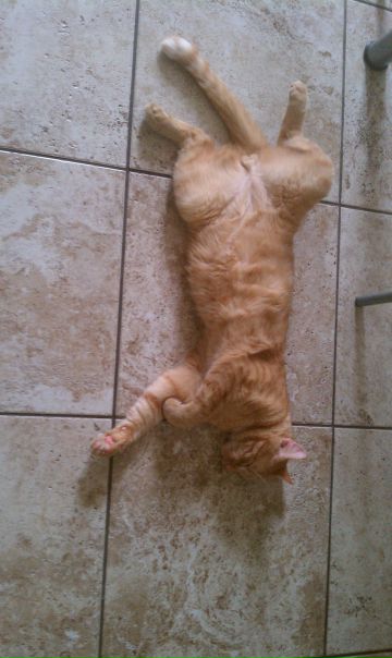 №9, Chymovitskiy Dmitry, 43 года, Калининград №9, Chymovitskiy Dmitry, 43 года, Калининград