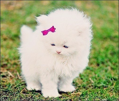 Лиля Оганова | 