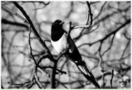 №36 Міша Гаврилюк 17.03: профиль, фото, статус - ВКонтакте