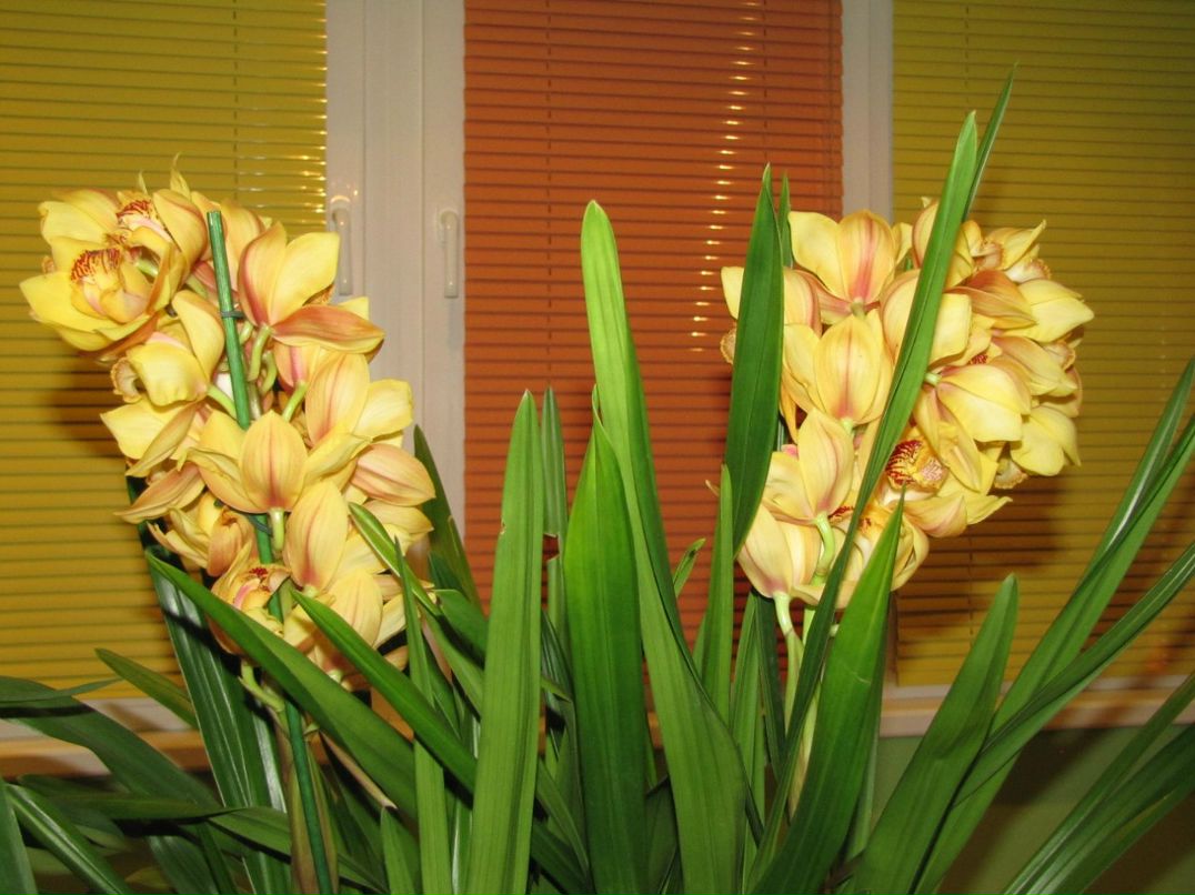 Любов Варчук VARYA | Киев