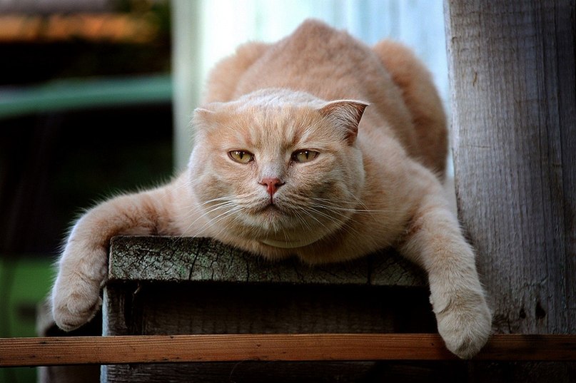 Лёха Фурман | Севастополь