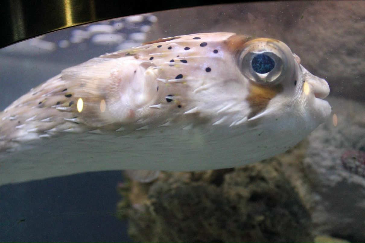 Иван Литовченко | Санкт-Петербург