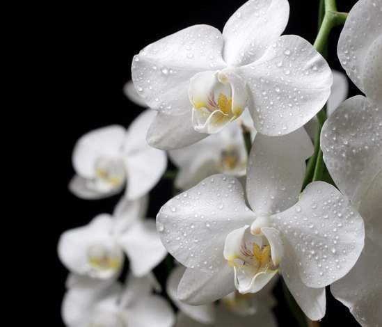 Сюзи Никогосян | Батуми