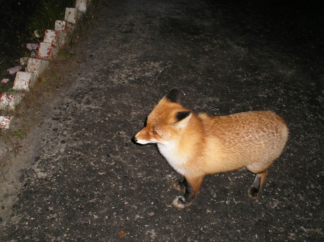 Ярослав Вережак | Сургут