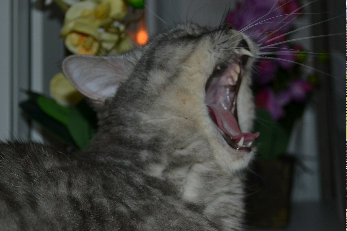 Елена Кошелькова | Санкт-Петербург