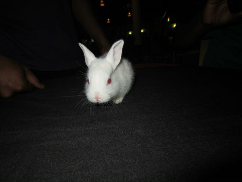 Ашоот Пушнот | Москва