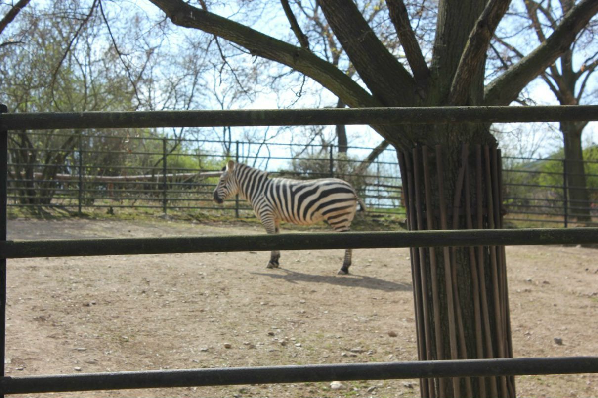 Кирилл Смирнов | Санкт-Петербург