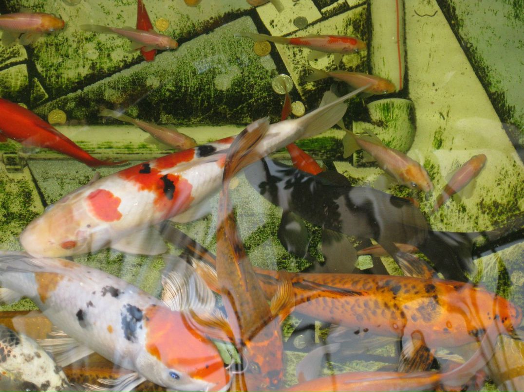 Алёна Мурина | Запорожье