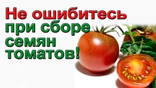 Ошибки при сборе семян томатов.