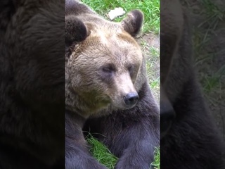 Медведь приходил на могилу своего друга  #shorts