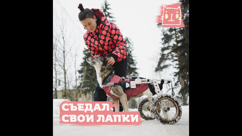 Песик Рейн съедал свои