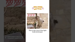 Cats got wowing reflexes