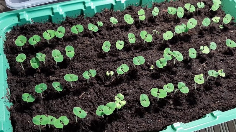 сальвия пикировать. цветок сальвия рассада. сальвия рассада всходы. всходы шалфея. красная сальвия росток.