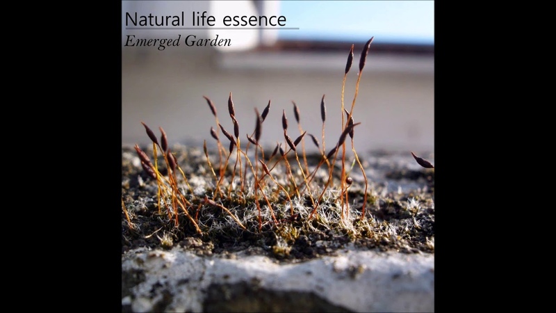 Natural Life Essence Emerged Garden Full