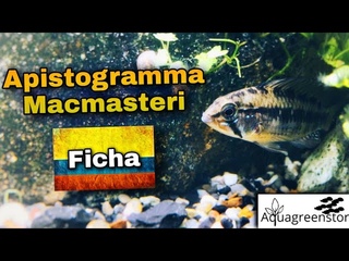 Apistogramma Macmasteri | Ficha Tecnica y Recomendaciones