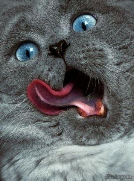 Аллусик Абрамова | Всеволожск