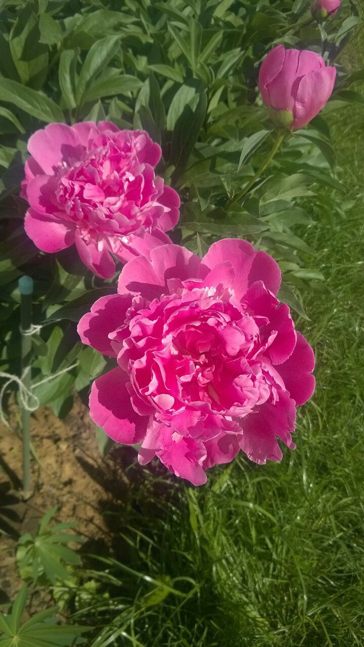 Гульнара Михайлова | Казань